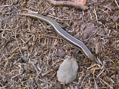 Plestiodon skiltonianus interparietalis