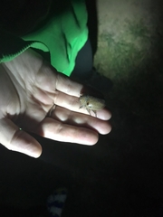 Anoplognathus velutinus