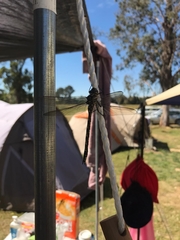 Notoaeschna sagittata