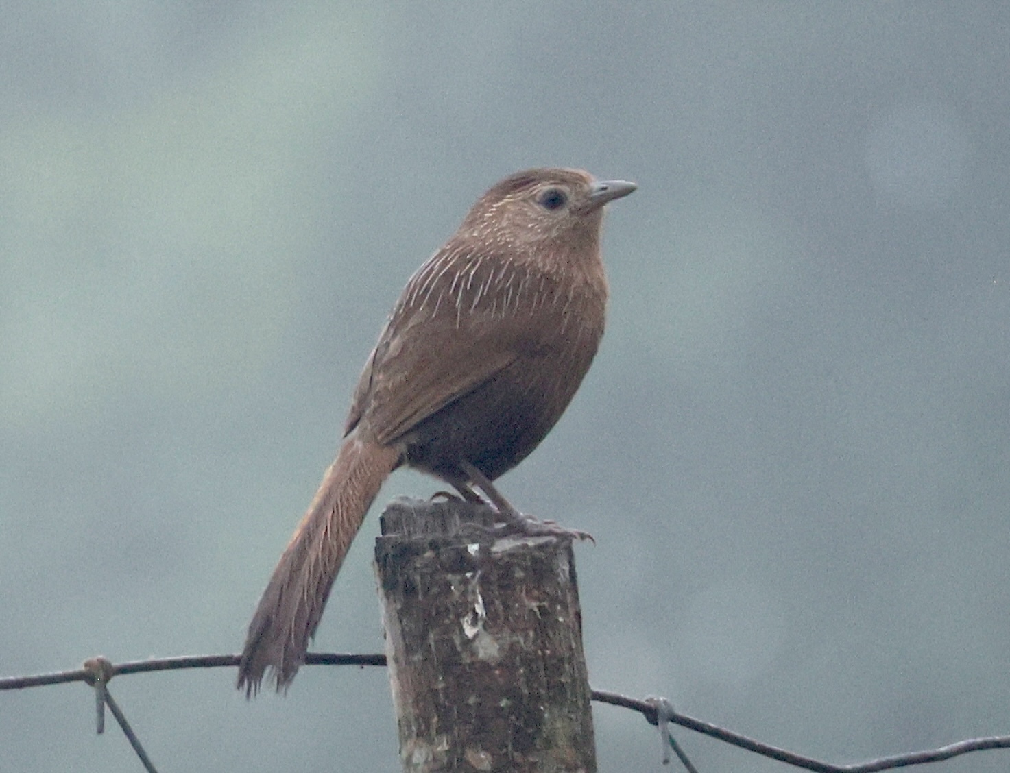 Bhutan Laughingthrush