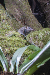 Antechinus stuartii