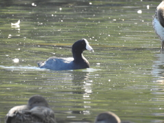 Fulica americana