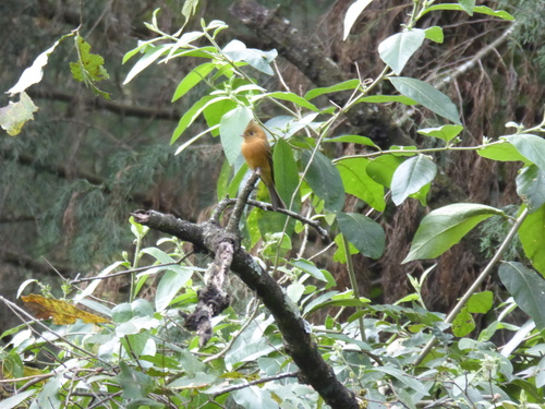 Mitrephanes phaeocercus