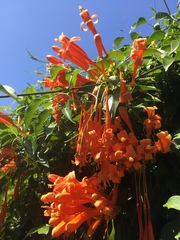 Pyrostegia