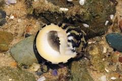 Nerita chamaeleon
