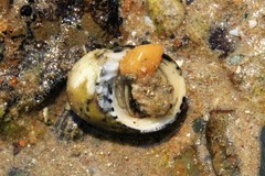 Nerita chamaeleon