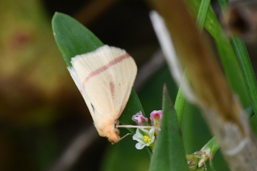 Rhodometra sacraria