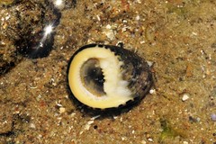 Nerita chamaeleon