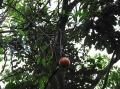 Melodinus suaveolens
