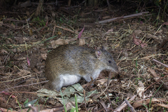 Northern Brown Bandicoot photo 4