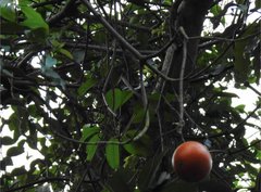 Melodinus suaveolens