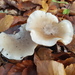 Cloudy Clitocybe - Photo (c) thephoxinus, some rights reserved (CC BY-NC), uploaded by thephoxinus