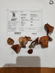 Lactarius luculentus