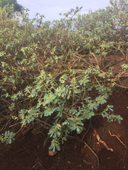 Euphorbia celastroides