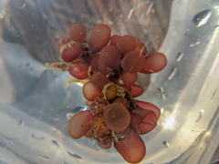 Botryocladia pseudodichotoma