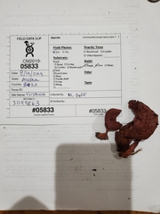 Cortinarius rufosanguineus