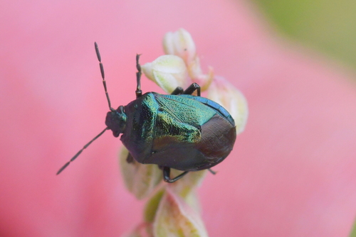 Zicrona caerulea