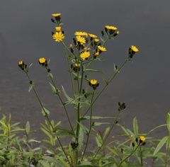 Picris japonica kamtschatica