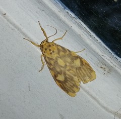 Ammatho cuneonotatus