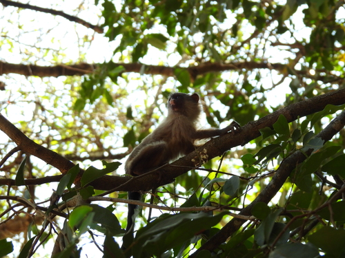 Black-tailed Marmoset