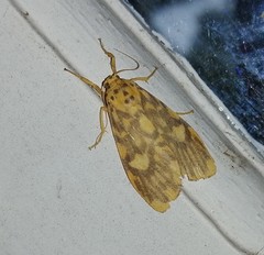 Ammatho cuneonotatus