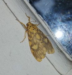 Ammatho cuneonotatus