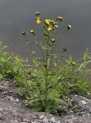 Picris japonica kamtschatica