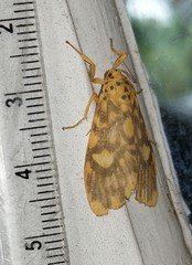 Ammatho cuneonotatus