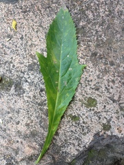 Decachaeta haenkeana