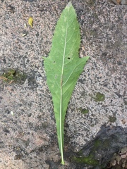 Decachaeta haenkeana