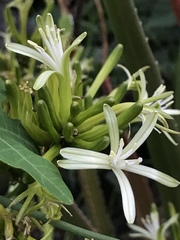 Dracaena transvaalensis