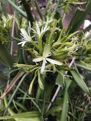 Dracaena transvaalensis