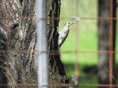 Melanerpes aurifrons