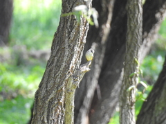 Pyrocephalus rubinus