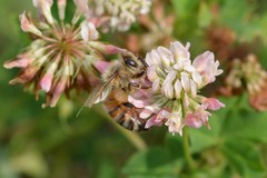 Apis mellifera