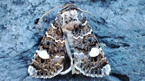 Noctuelle orbiculeuse (La)