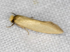 Edosa ochracea