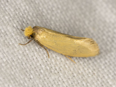 Edosa ochracea
