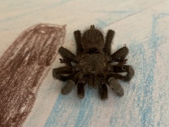 Chaetopelma olivaceum