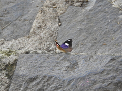 Diaethria bacchis