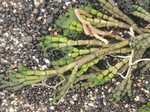 Dasycladaceae