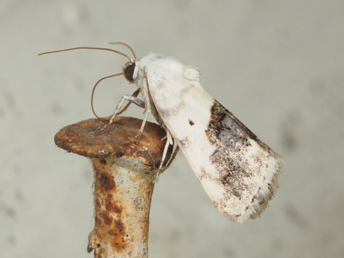 Small Bird-dropping Moth photo 5
