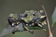 Lithinus