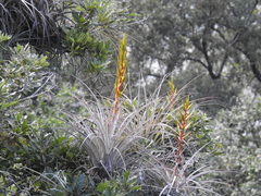 Tillandsia fasciculata