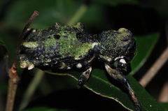 Lithinus