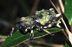 Lithinus