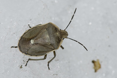 Chlorochroa pinicola