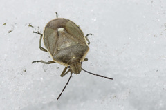 Chlorochroa pinicola