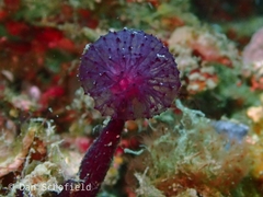 Oceanapia sagittaria