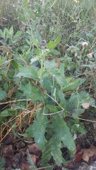 Cirsium arvense vestitum